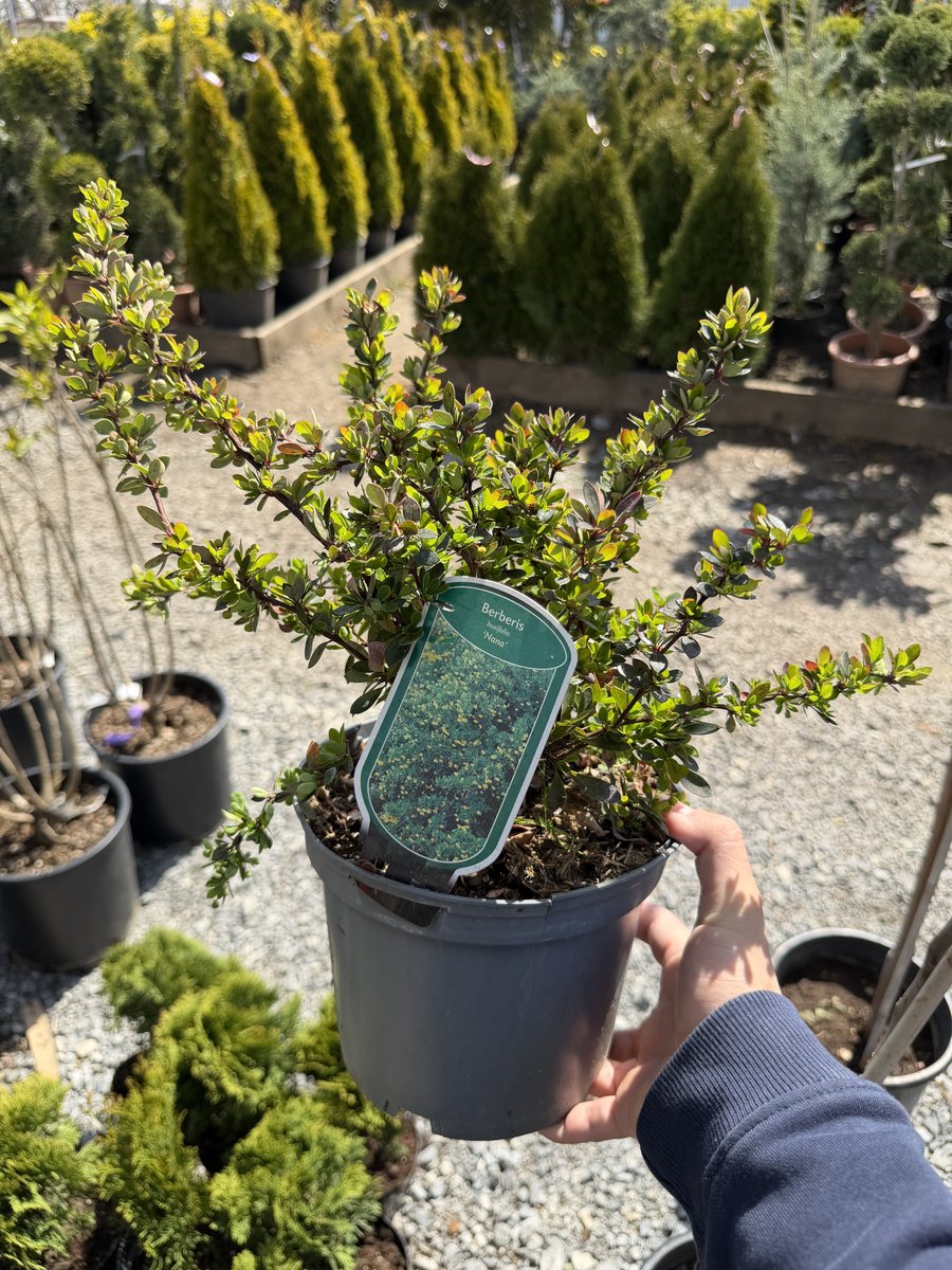 Berberis thunbergii Nana la ghiveci 2L