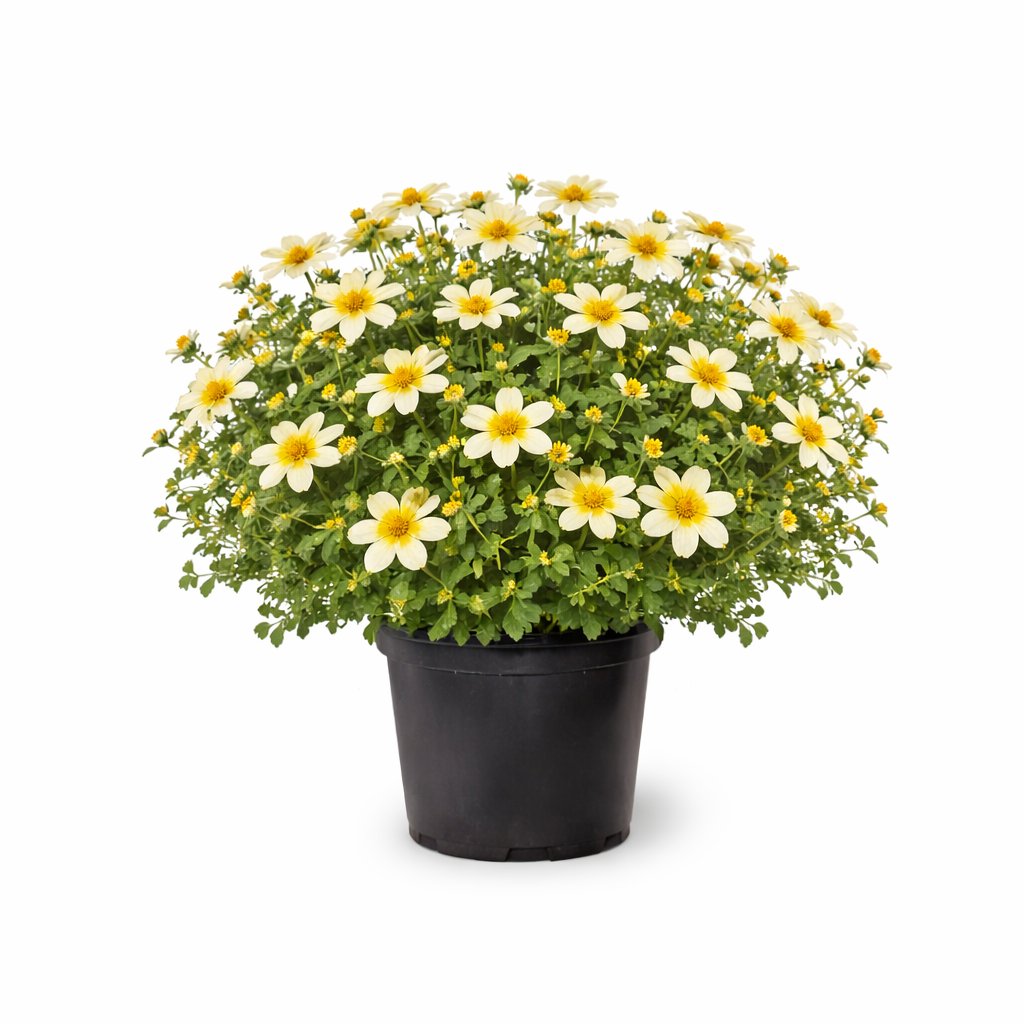 Bidens ferulifolia galben alb la ghiveci