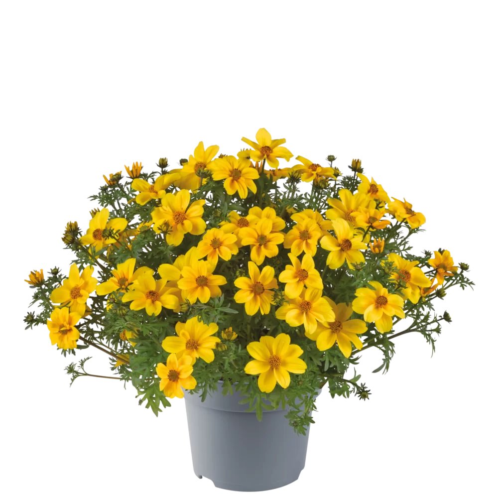 Bidens ferulifolia galben la ghiveci