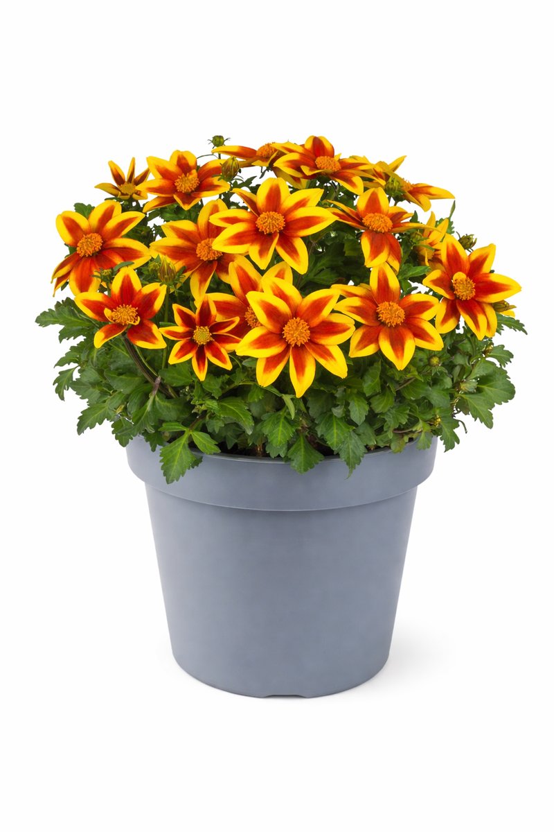 Bidens ferulifolia rosu galben la ghiveci