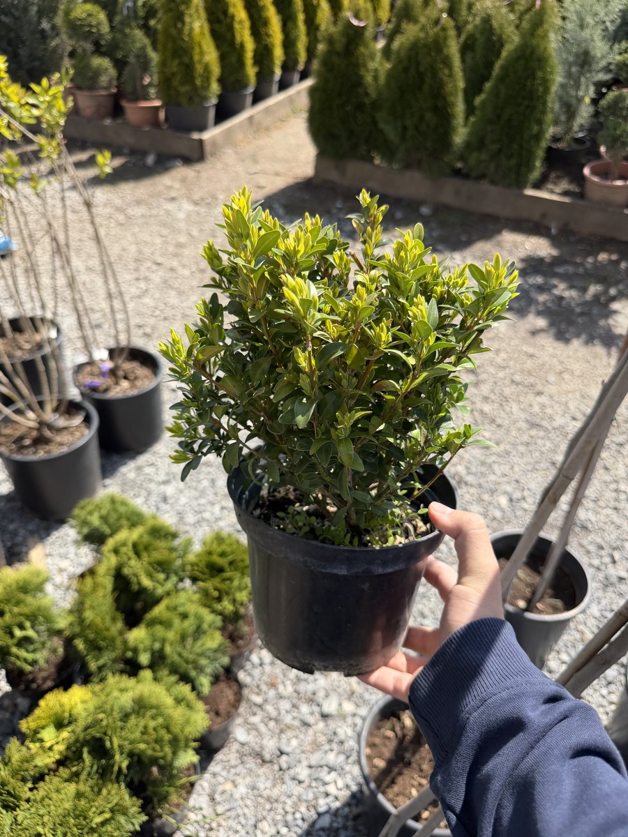 Buxus Pitic
