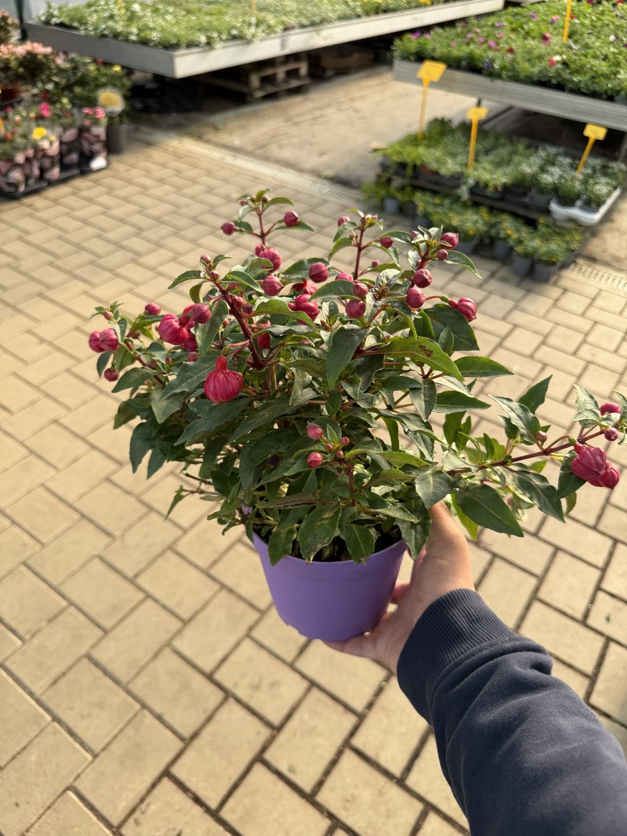 Cercelusi la ghiveci 'Fuchsia'