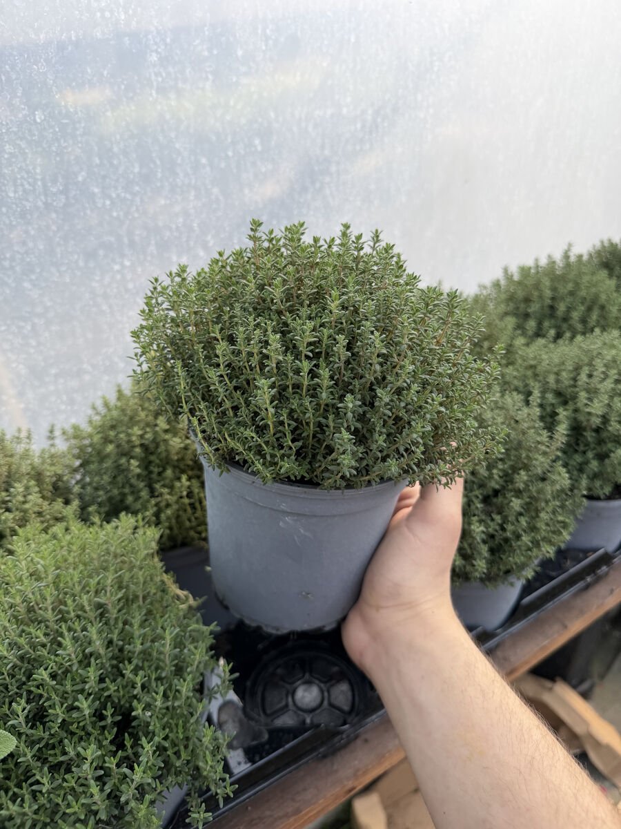 Cimbru la ghiveci planta aromatica