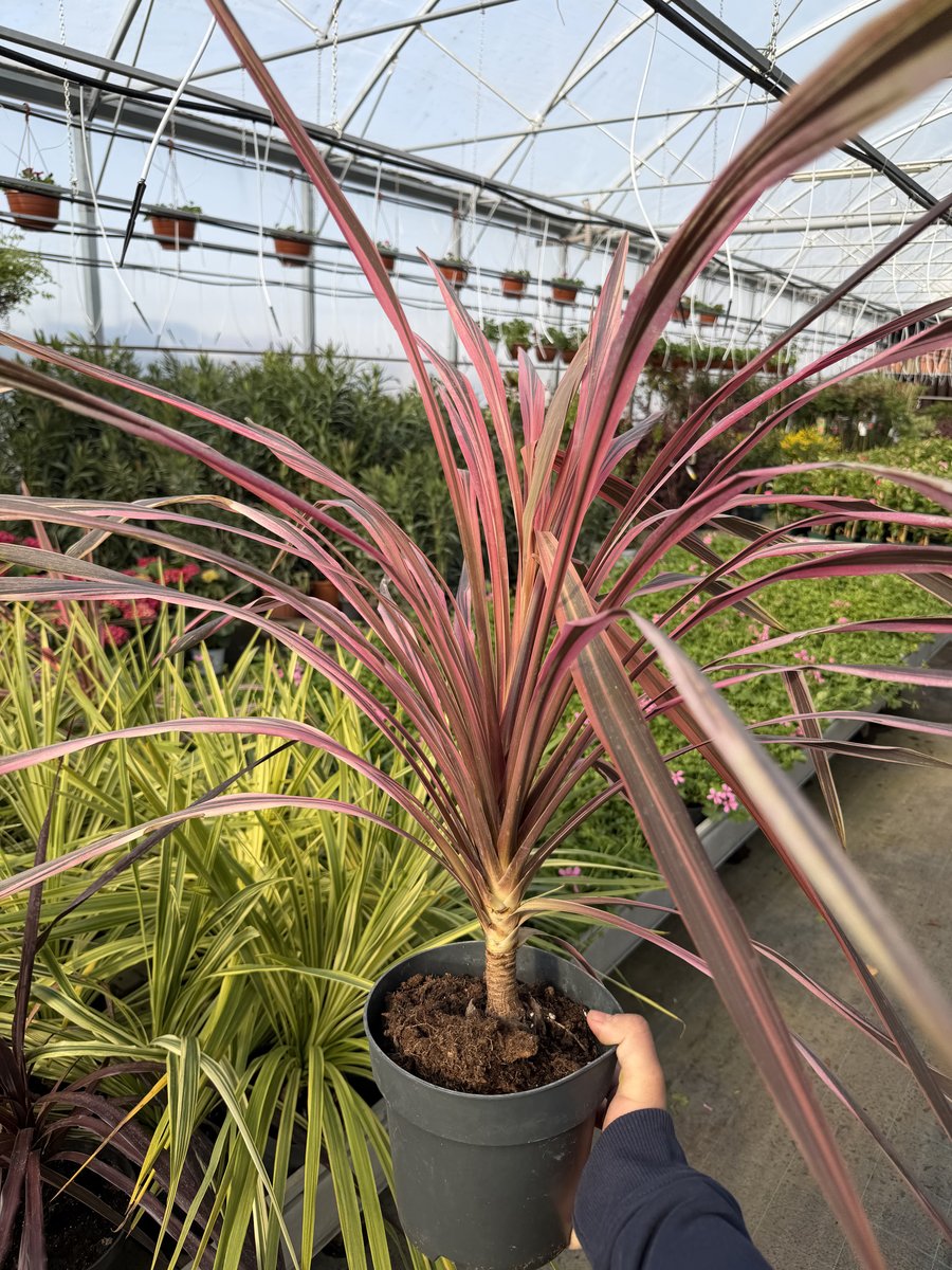 Cordyline Red Star 50cm