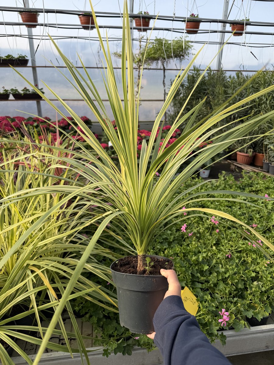 Cordyline Verde 50cm