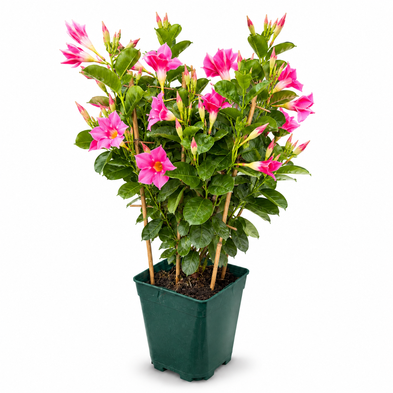 Dipladenia Roz la ghiveci