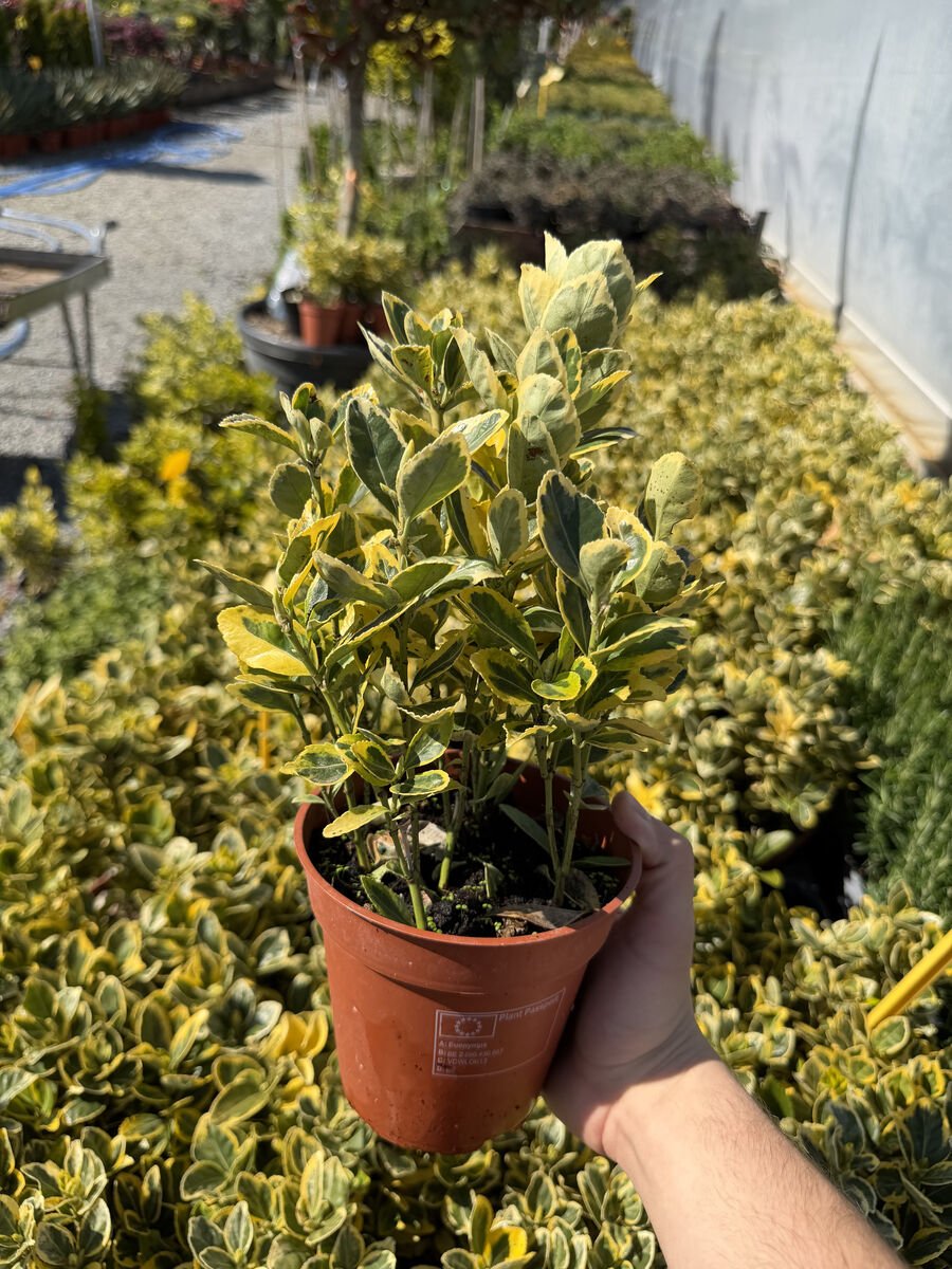 Euonymus