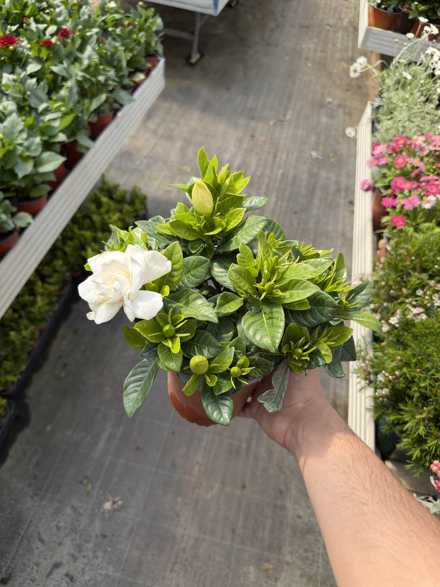 Gardenia (Jasminoides) in ghiveci