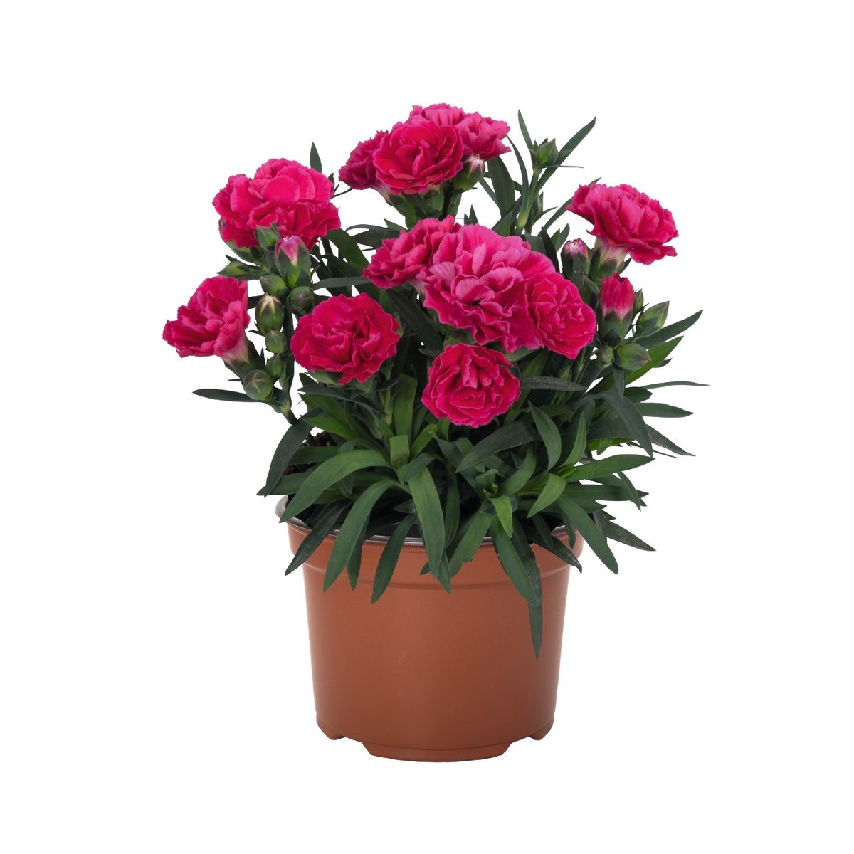 Garofite (Dianthus) Cherry la ghiveci