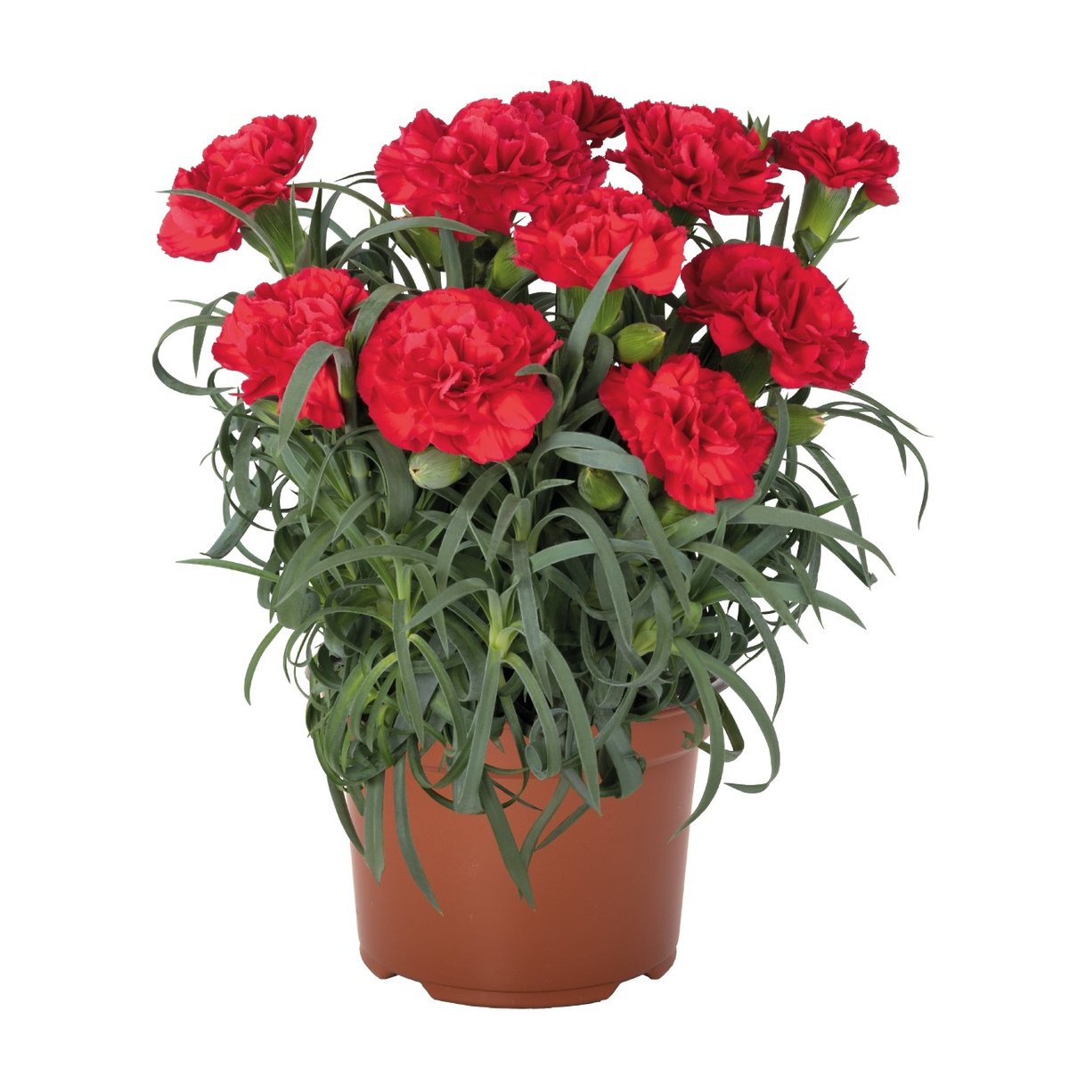 Garofite (Dianthus) Rosu la ghiveci