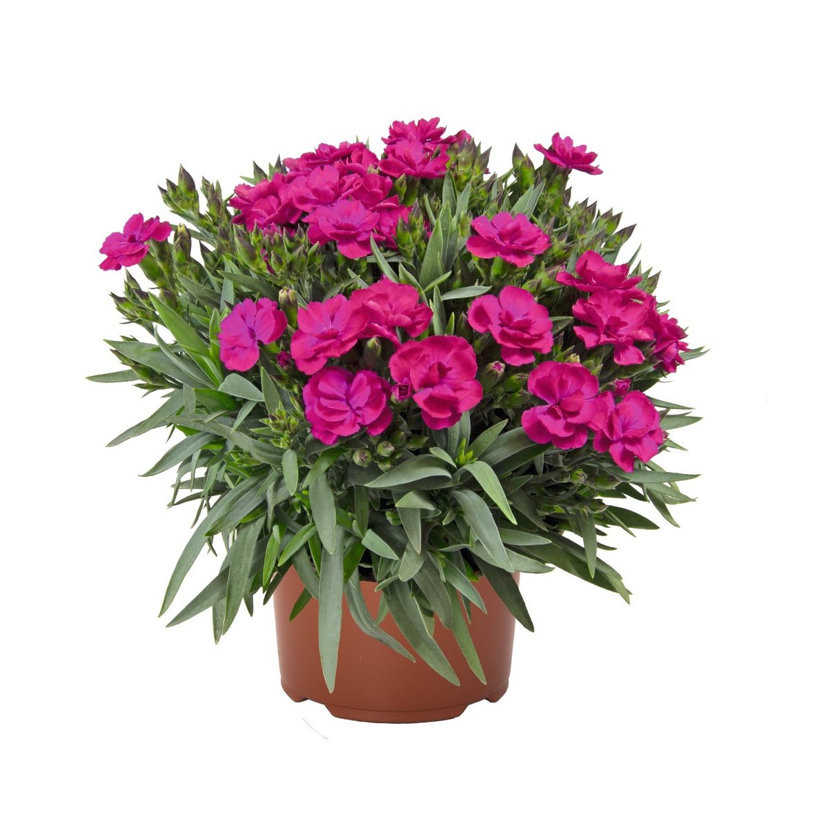 Garofite (Dianthus) Violet la ghiveci
