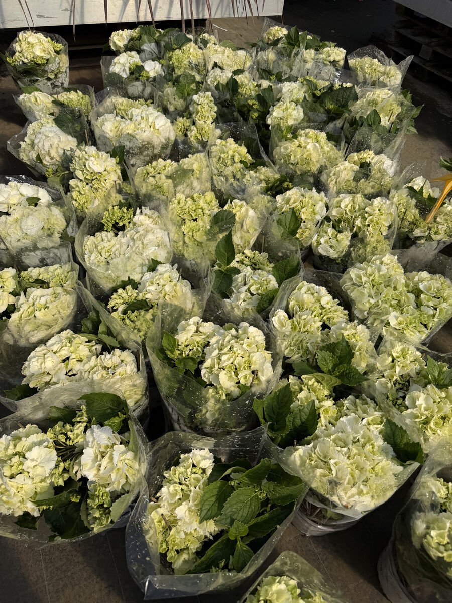 Hortensie Alba la ghiveci