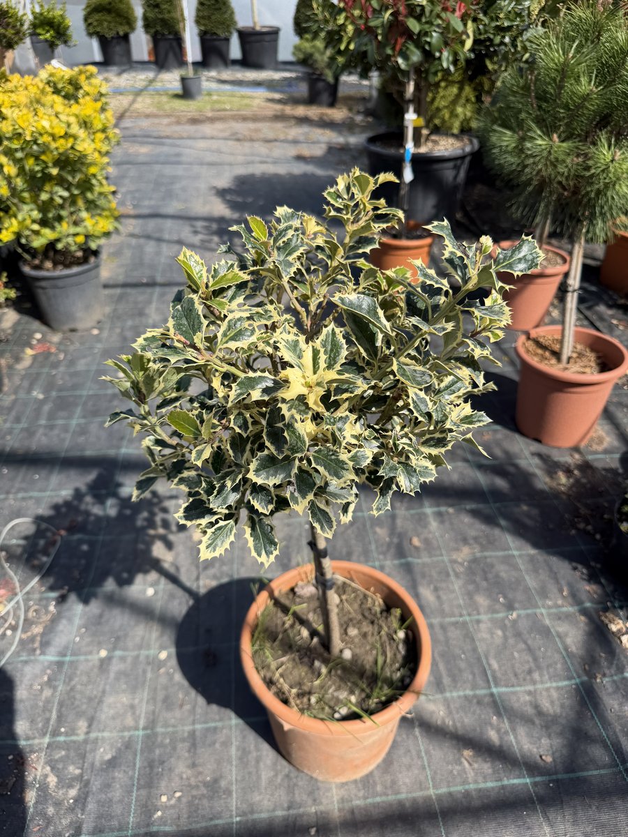 Ilex (Laur cu Bobițe Roșii)