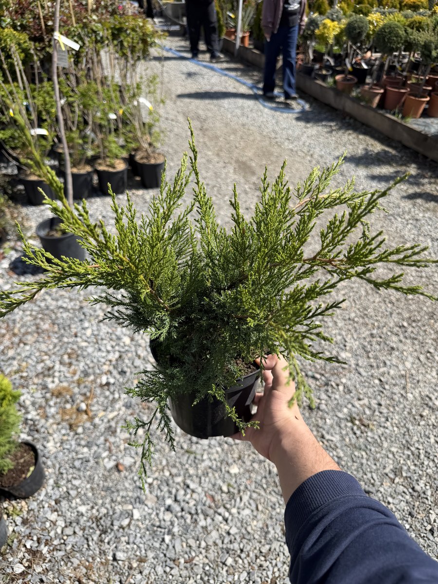 Juniperus 2L