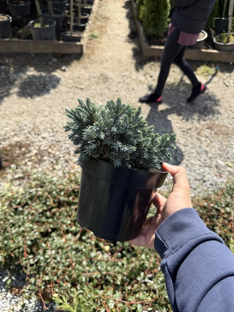 Juniper "Blue Star" 2L