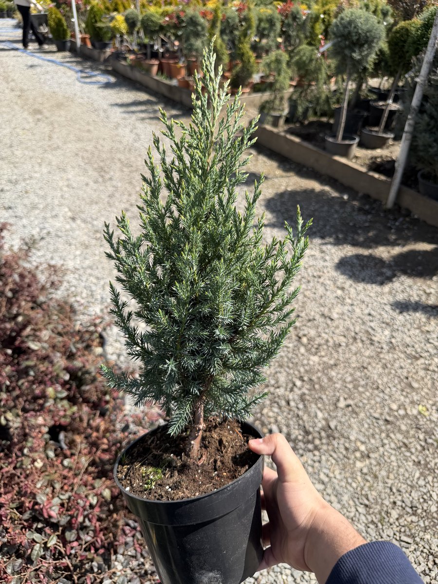 Juniperus Chinezesc 2L