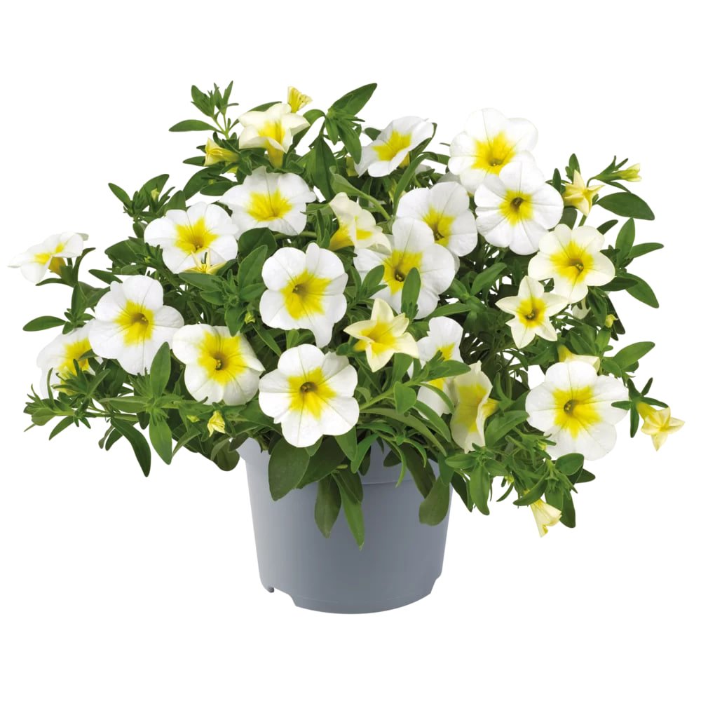 Million Bells (Calibrachoa) alb galben la ghiveci