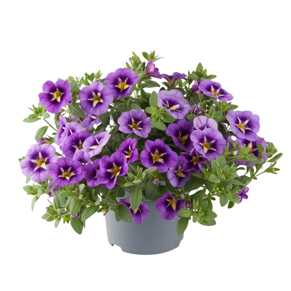 Million Bells (Calibrachoa) mov la ghiveci