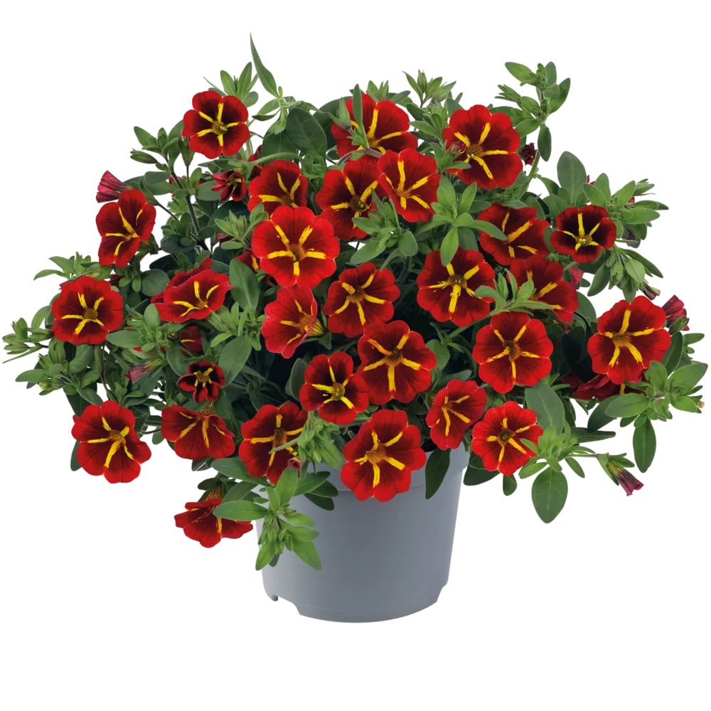 Million Bells (Calibrachoa) rosu la ghiveci