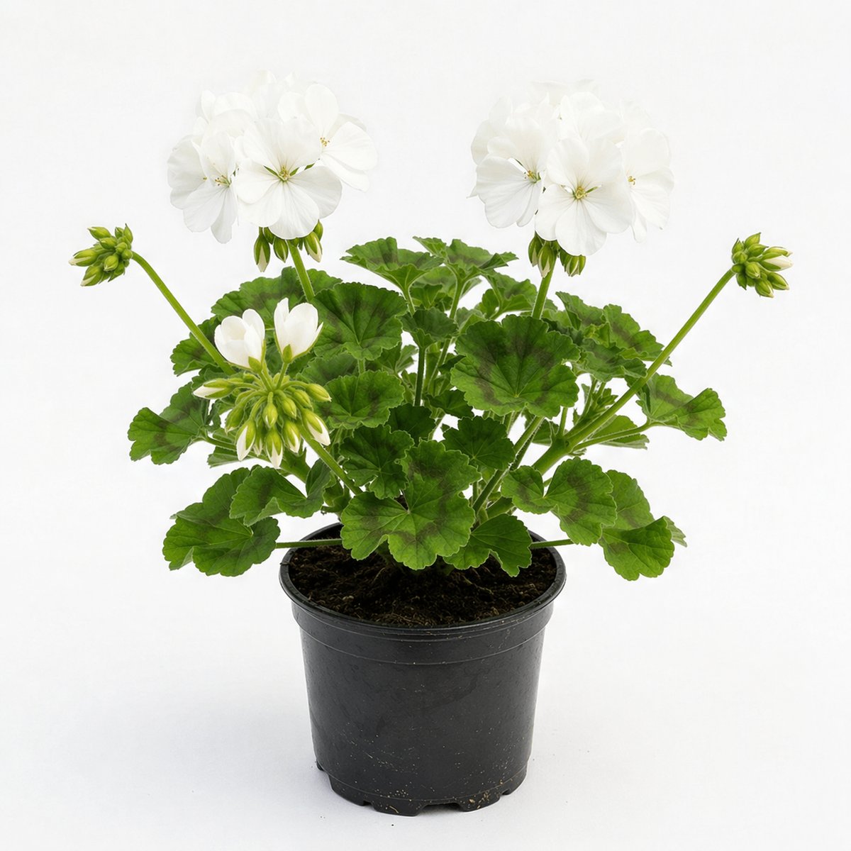 Muscata alb (Pelargonium zonale)