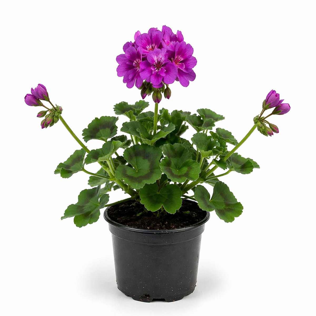 Muscata mov (Pelargonium zonale)