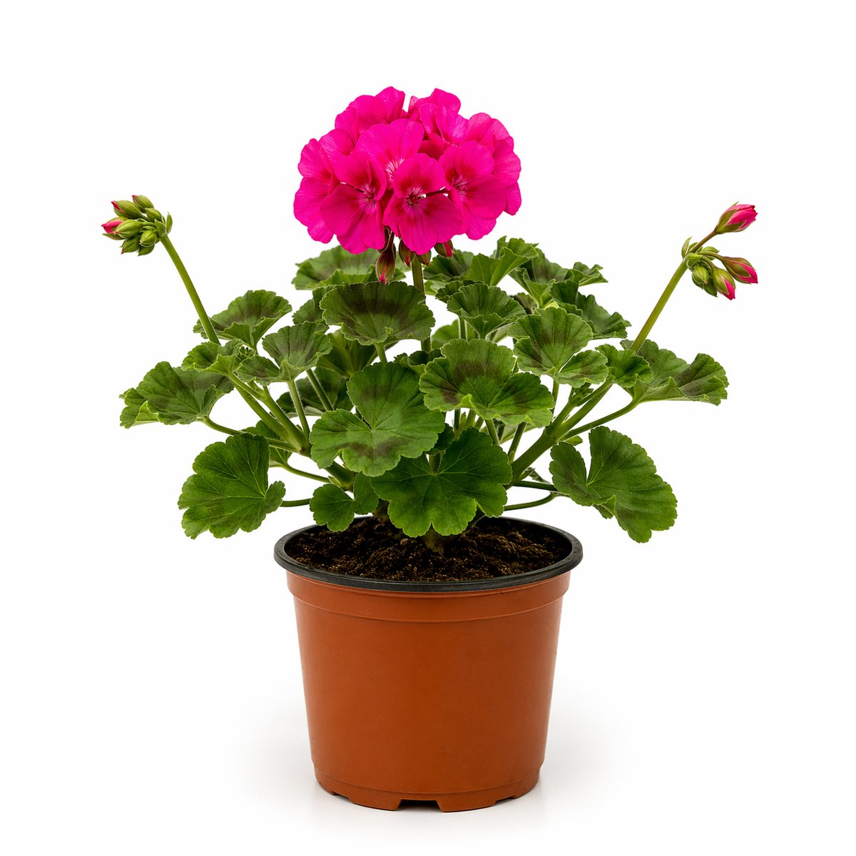 Muscata violet (Pelargonium zonale)