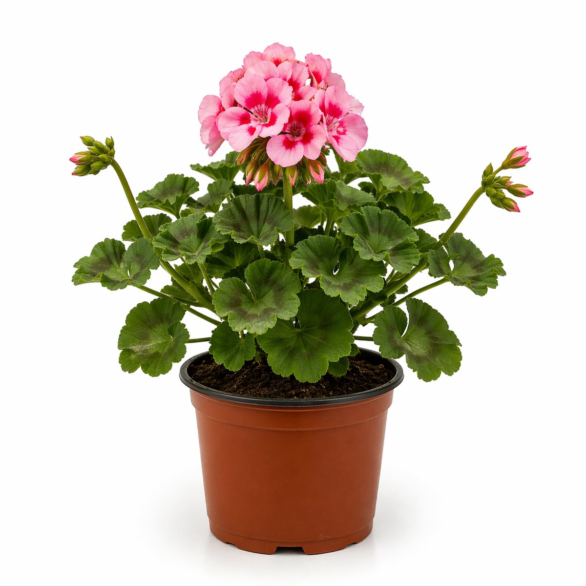 Muscata roz bicolor (Pelargonium zonale)