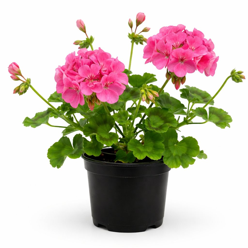 Muscata roz (Pelargonium zonale)
