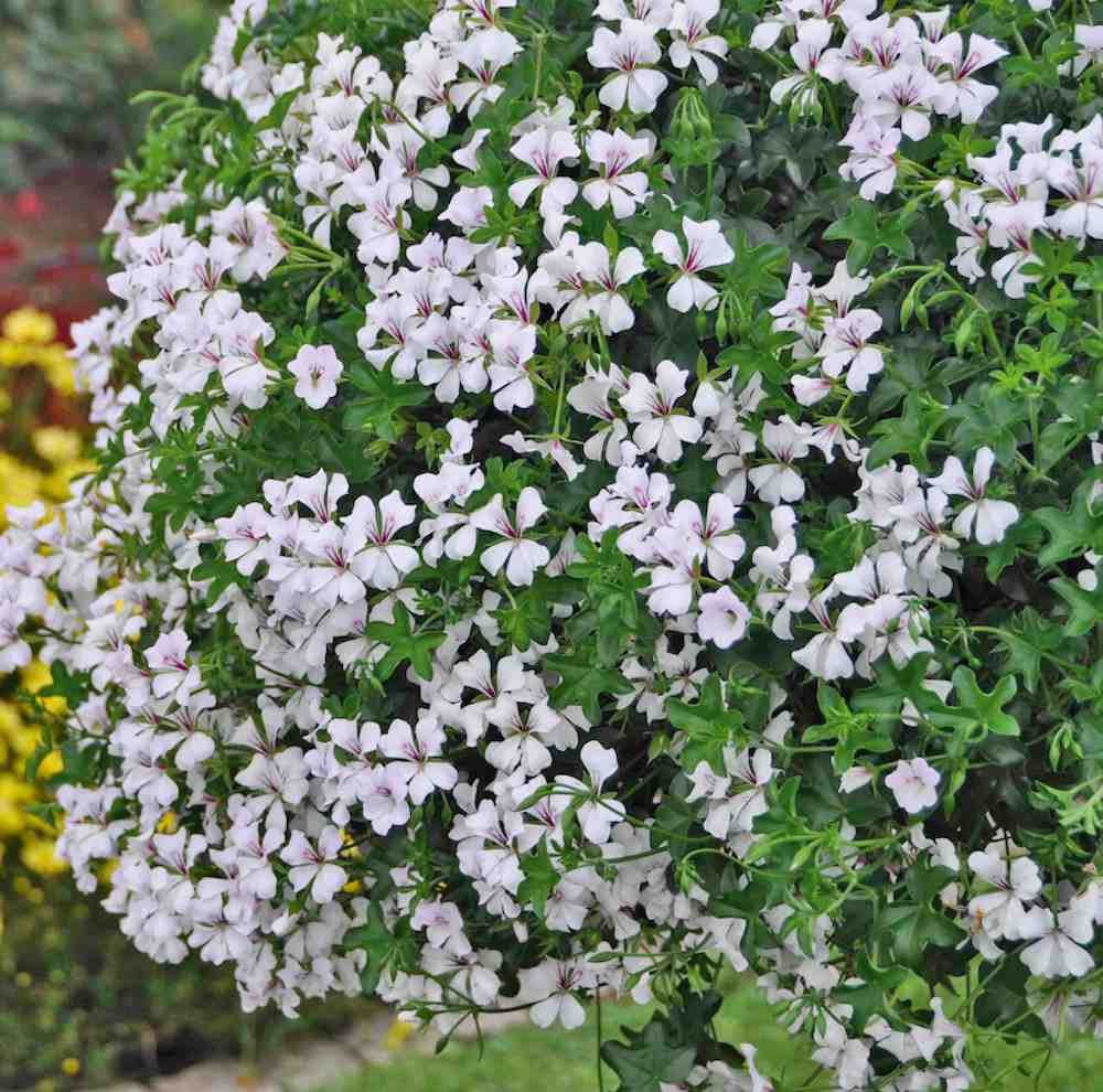 Muscata tiroleza alb (Pelargonium Peltatum)
