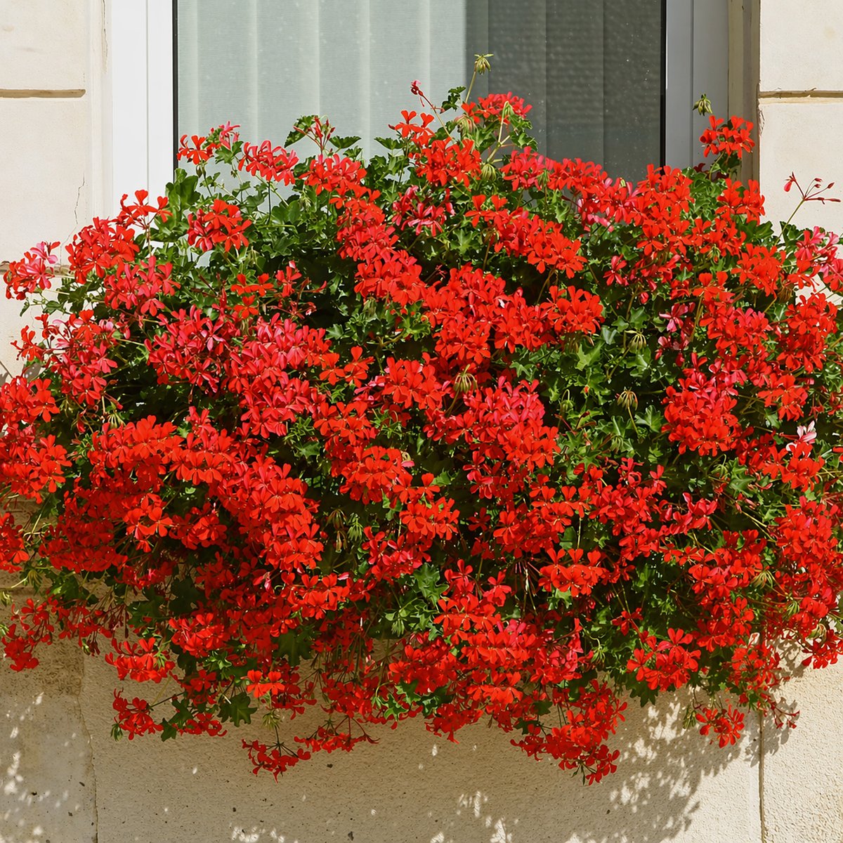 Muscata tiroleza rosie (Pelargonium Peltatum)