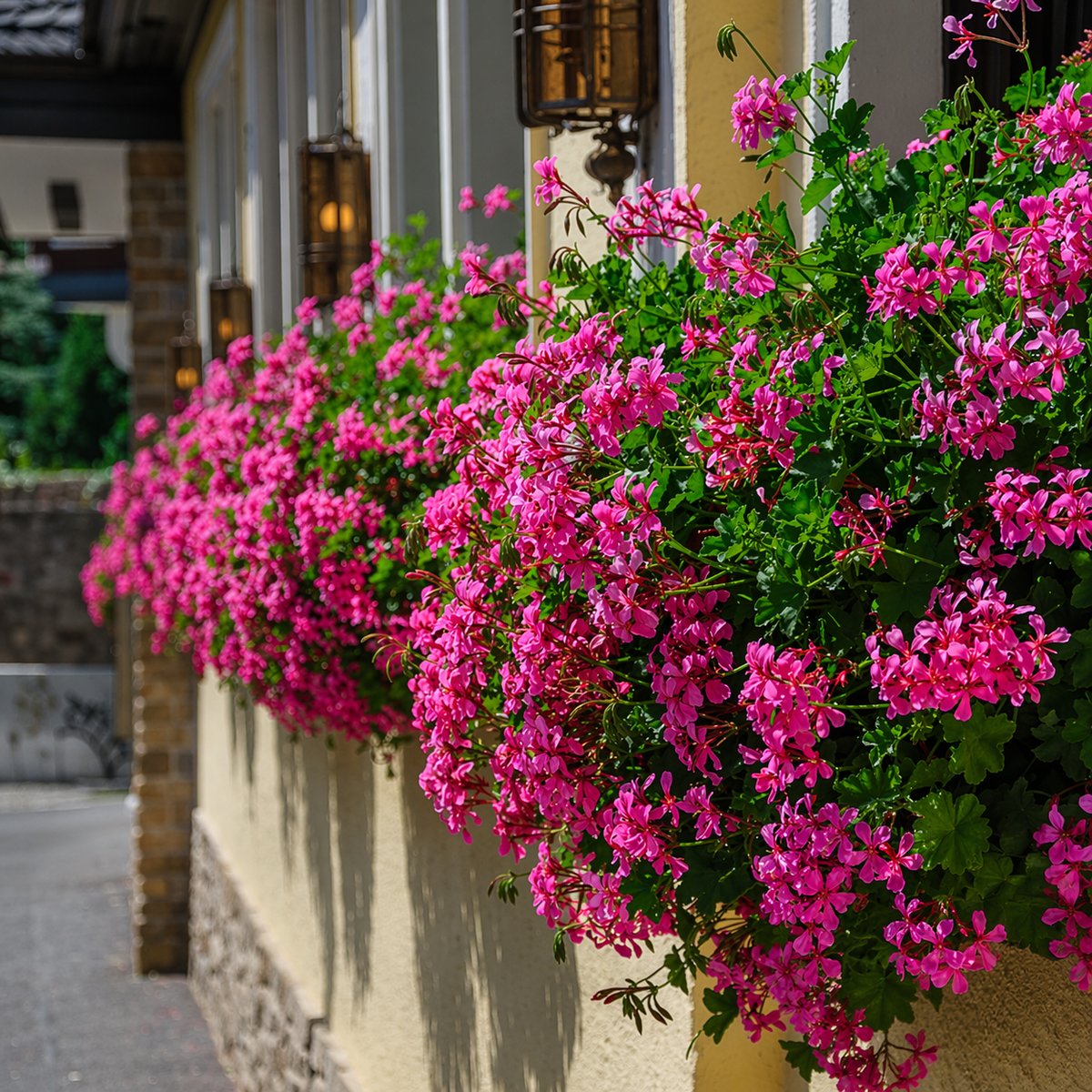 Muscata tiroleza roz (Pelargonium Peltatum)