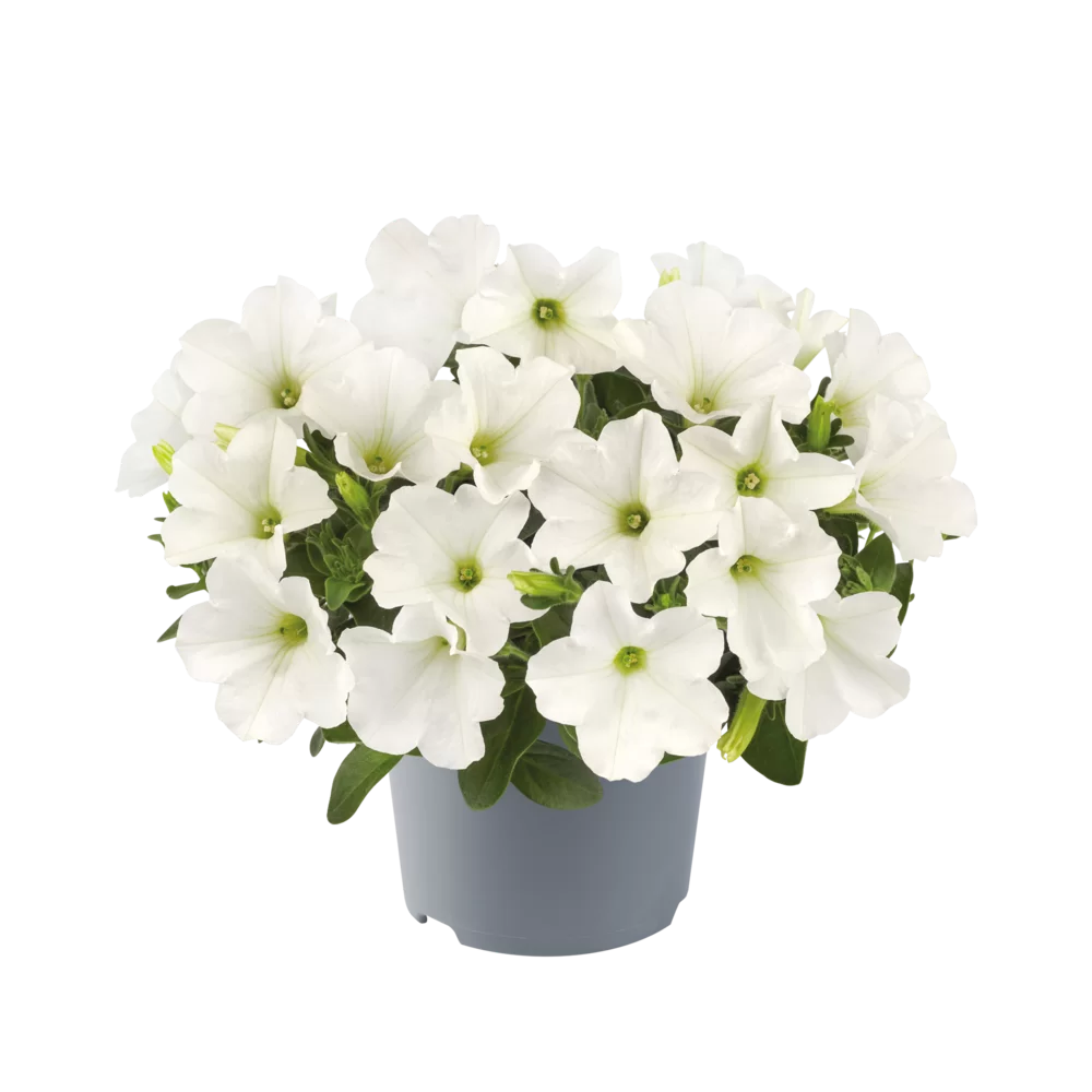 Petunia Alba la ghiveci