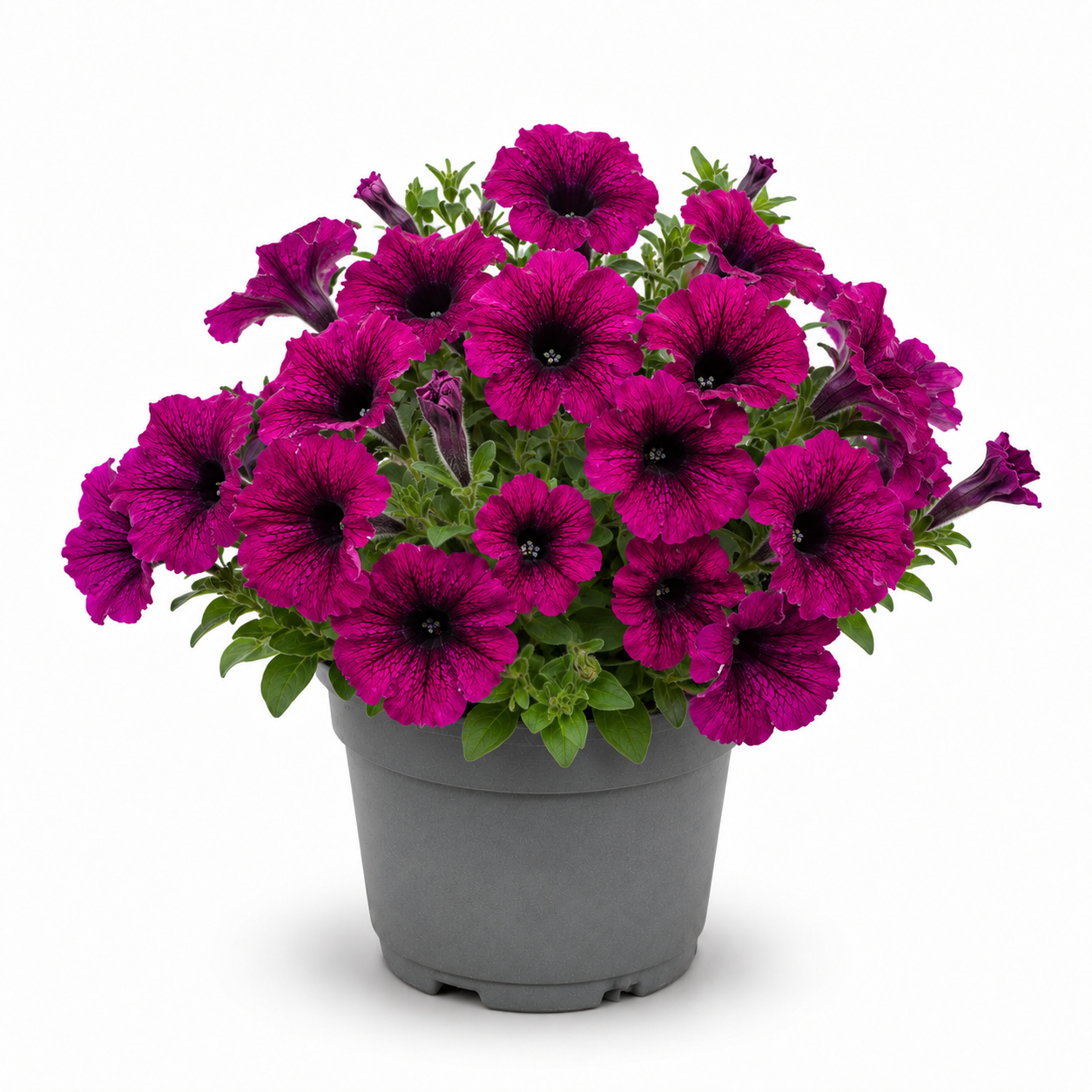 Petunia Burgundy la ghiveci