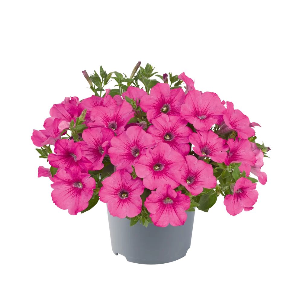 Petunia Hot Pink la ghiveci