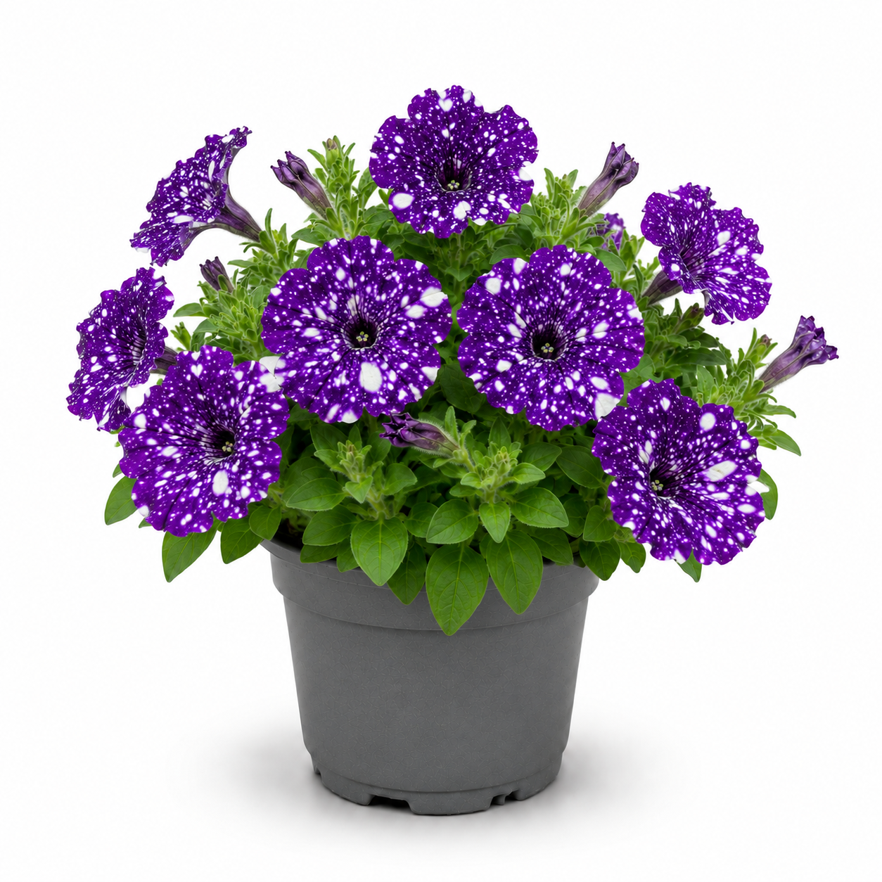 Petunia Night Sky la ghiveci