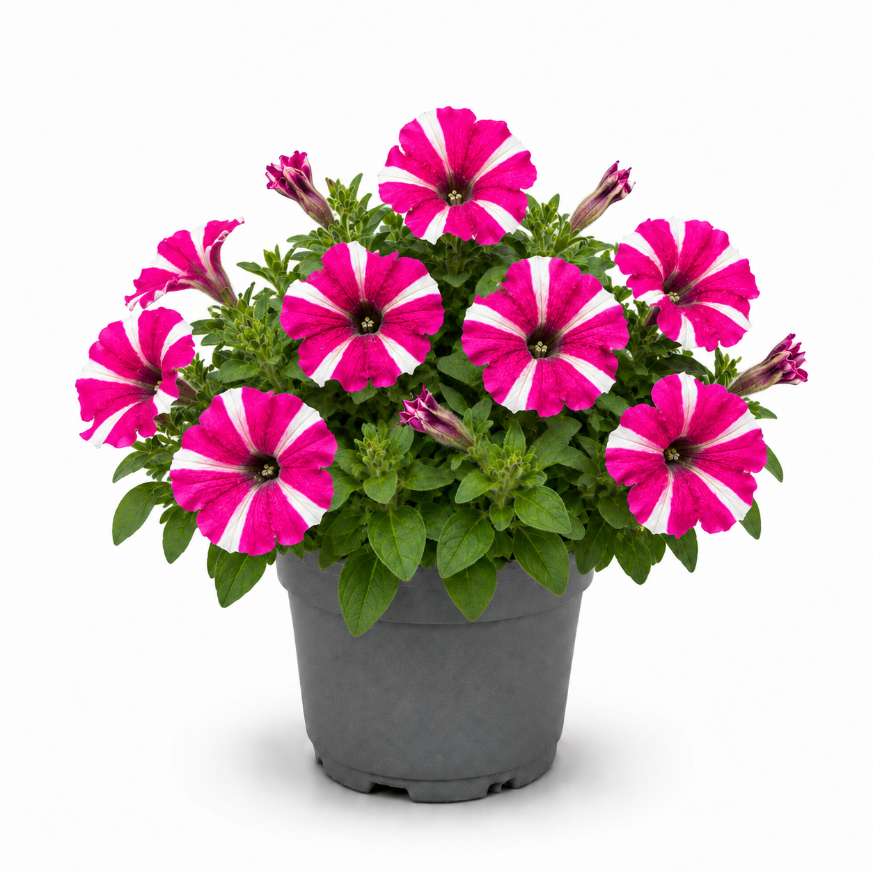 Pink Star