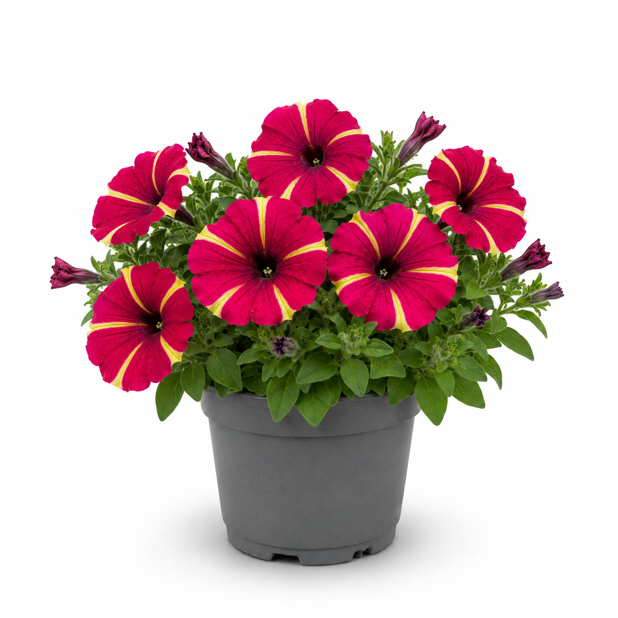 Petunia Red Star la ghiveci