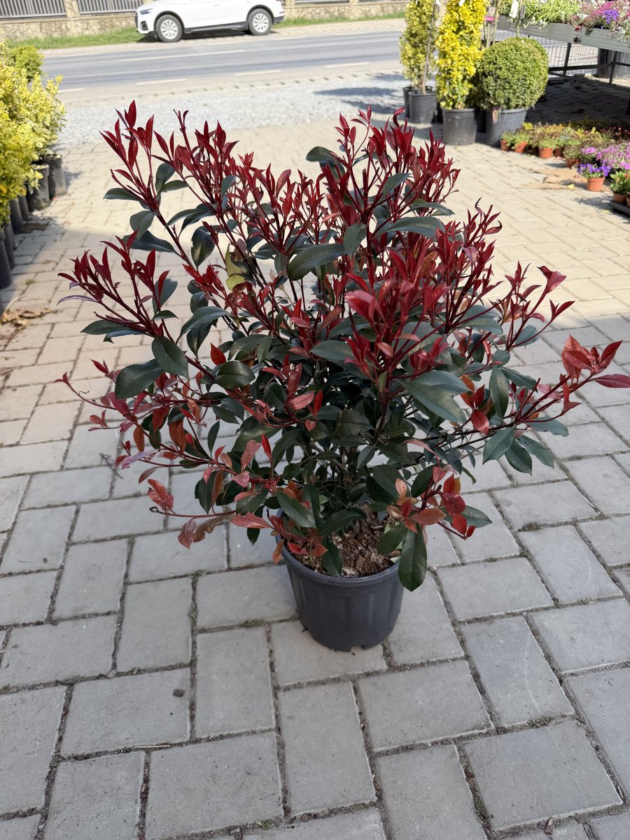 Photinia fraseri 'Carre Rouge'
