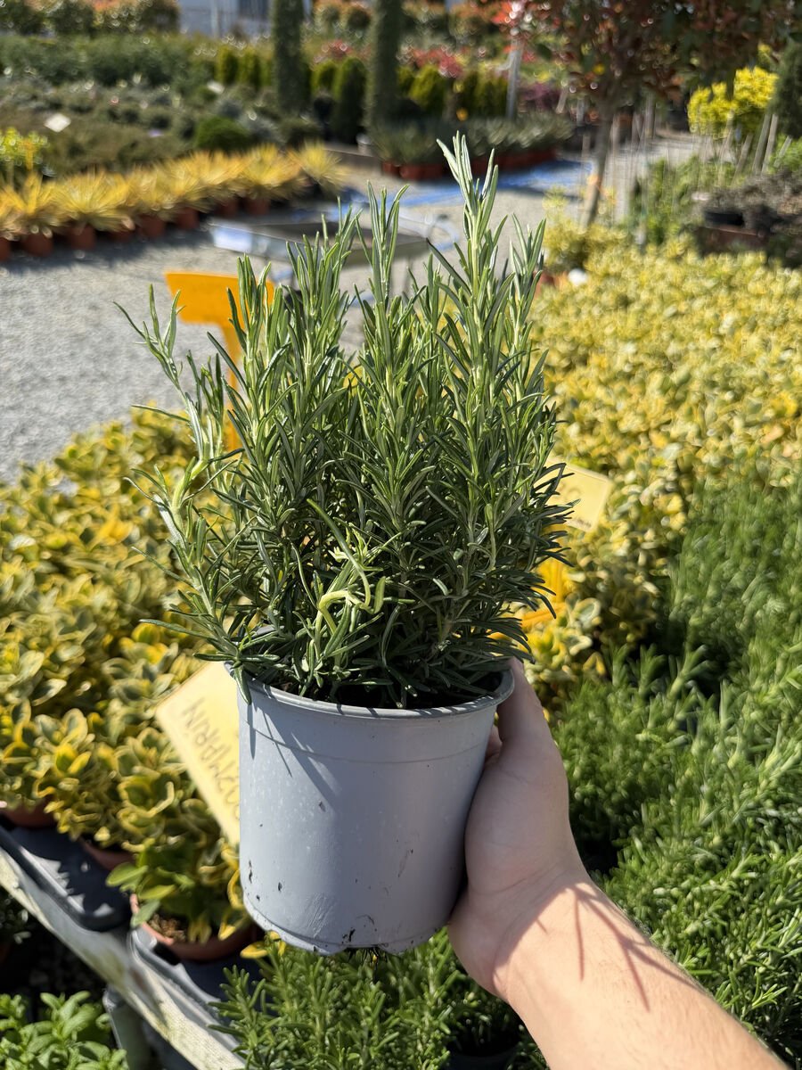 Plante Aromatice