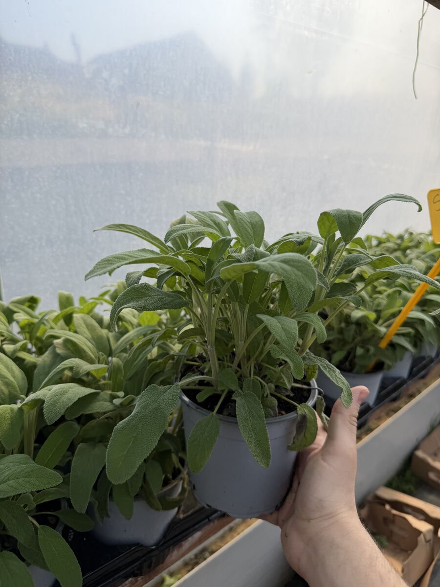 Salvia la ghiveci planta aromatica