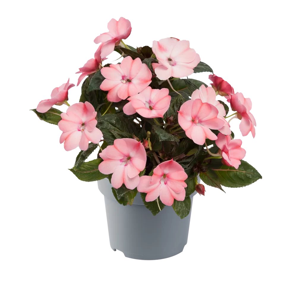 Sporul Casei Blush Pink la ghiveci