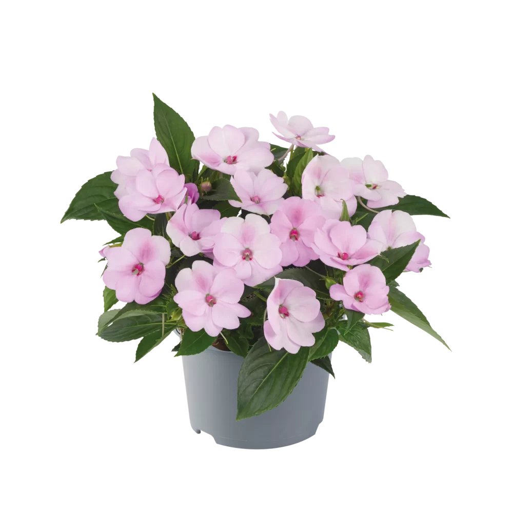 Sporul Casei Orchid Blush la ghiveci