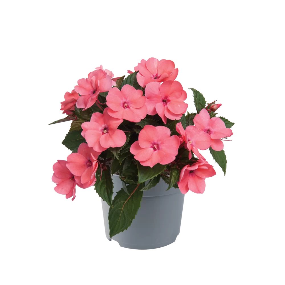 Sporul Casei Coral Pink la ghiveci