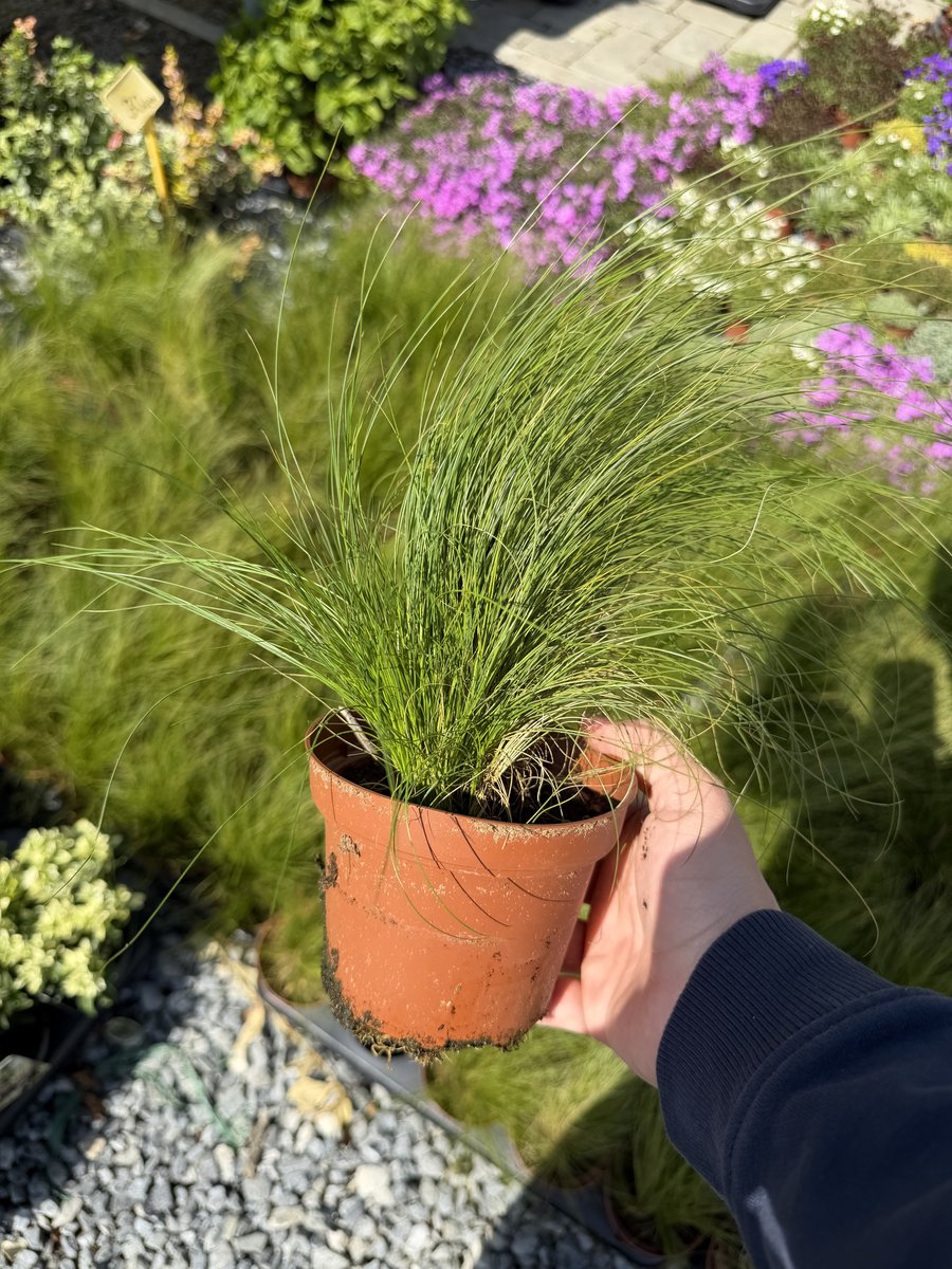 Stipa (Coada de Ponei)