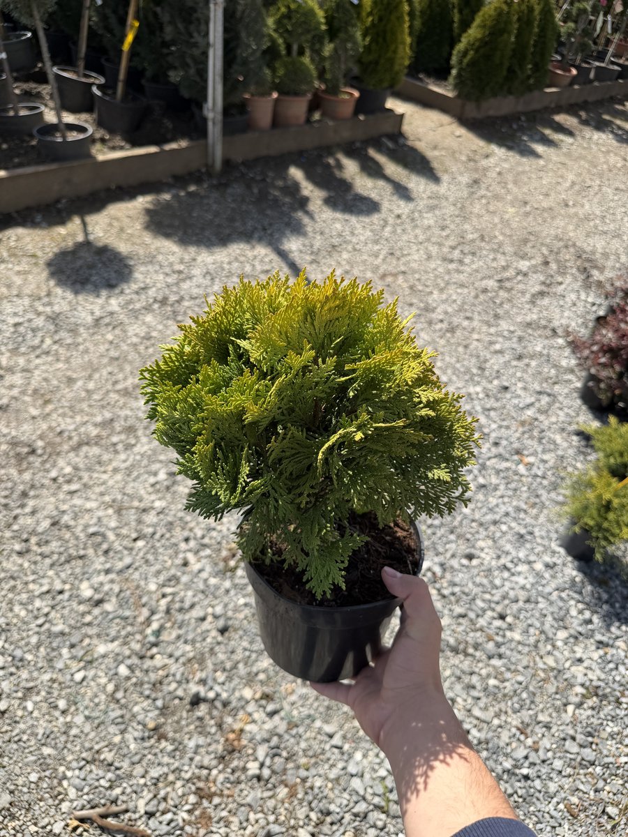 Tuia Pitică Aurie 'Danica Aurea' 2L