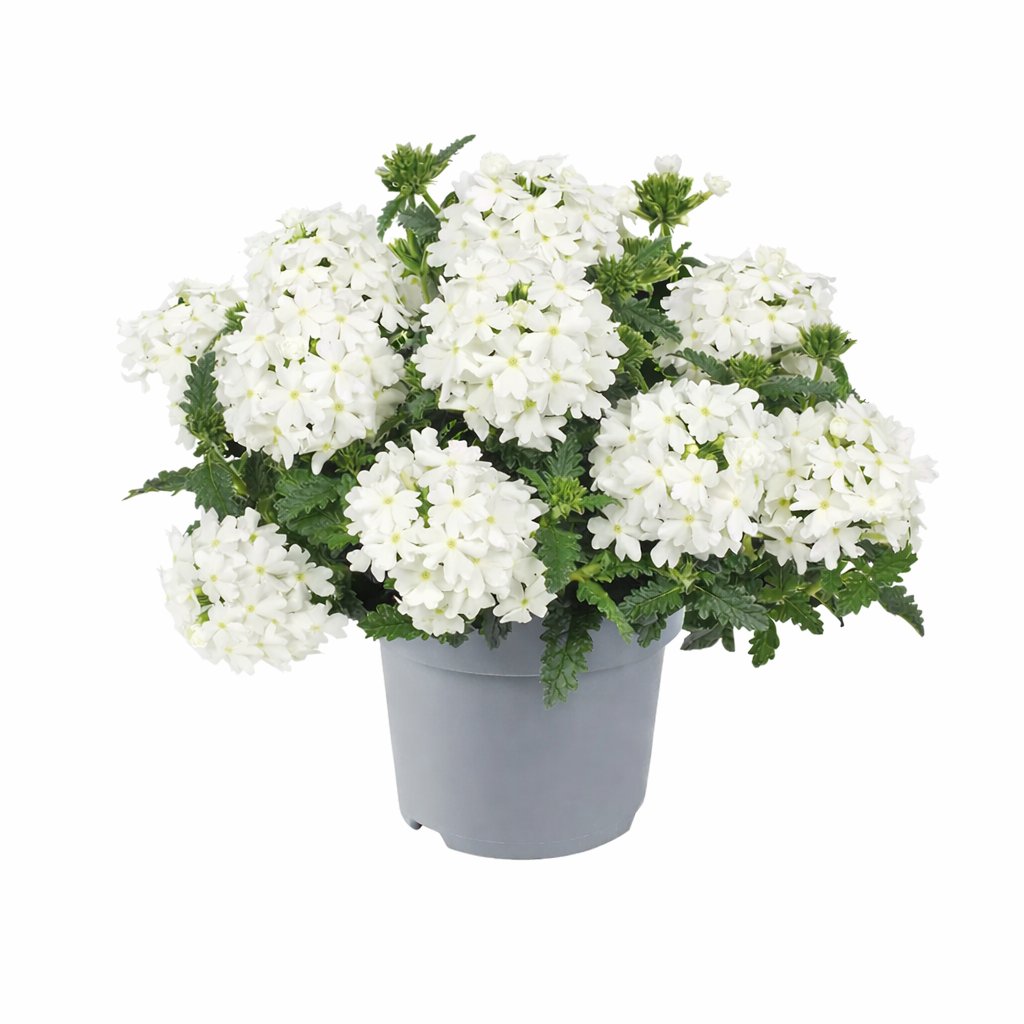 Verbena curgatoare alba la ghiveci