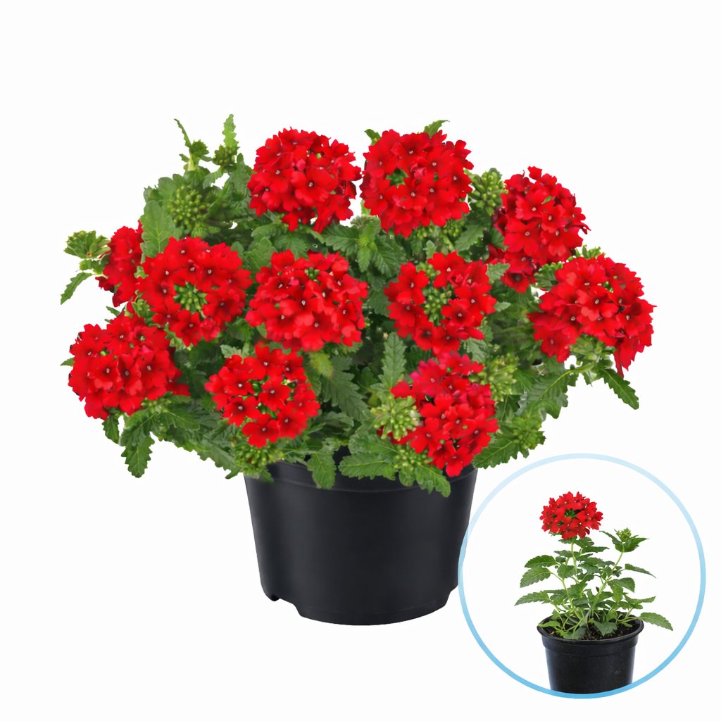Verbena curgatoare rosie la ghiveci